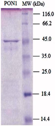 Figure 3. SDS-PAGE of human serum paraoxonase. The pooled fractions from ammonium sulfate precipitation and hydrophobic interaction chromatography were analyzed by SDS-PAGE (12 and 3%) and revealed by Coomassie Blue staining. Experimental conditions were as described in the method. Lane 2 contained 3 µg of various molecular mass standards: β-galactosidase (116,0), bovine serum albumin (66.0), ovalbumin (45.0), carbonic anhydrase, (33,0), ∞-lactoglobulin (25.0), lysozyme (19.5). Thirty microgram of purified hPON (lane 1) migrated with a mobility corresponding to an apparent Mr 43.0 kDa.