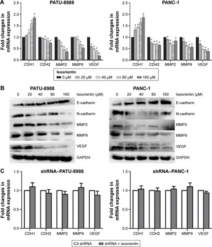 Figure 4 Isoorientin downregulates the expression of VEGF, MMPs, and proteins involved in the epithelial–mesenchymal transition.