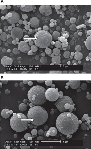 Figure 2 Scanning electron microscopy microphotographs of chitosan (CS) microparticles prepared by the spray-drying method: A) without tripolyphosphate pentasodium (TPP) and B) crosslinked with TPP (CS/TPP weight ratio of 6:1, w/w).