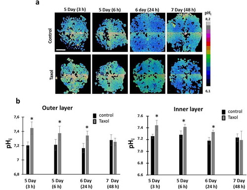 Figure 4. pHi in HeLa-SypHer2 tumor spheroids exposed to paclitaxel. (a) pHi map in treated and untreated spheroids. (b) Quantification of Taxol-induced pHi changes in outer and inner layers of the spheroids. Mean ± SD, n = 50. Bar is 200 μm (applicable to all images)