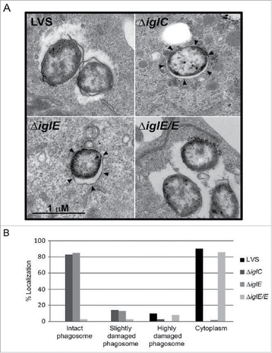 Figure 1. Phagosomal escape of F. tularensis. J774 cells were infected with F. tularensis at an MOI of 1,000 for 2 h and, after washing, incubated for another 6 h before they were fixed and analyzed by transmission electron microscopy (TEM). (A) Electron micrographs of infected J774 cells were acquired with a JEOL JEM 1230 Transmission Electron Microscope (JEOL Ltd., Tokyo, Japan). Black arrows indicate vacuolar membranes surrounding intracellular bacteria. (B) Bacteria were divided into one of 4 categories based on the membrane integrity of the surrounding vacuolar membrane. Micrographs in (A) illustrate the categories “Cytoplasm” (LVS and ΔiglE/E) or “Intact phagosome” (ΔiglE and ΔiglC).