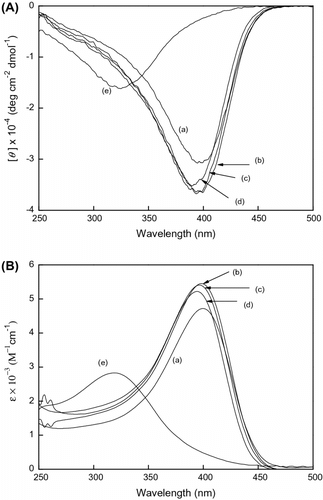 Figure 3 (A) CD and (B) UV–vis spectra of poly(LA88-co-PC12) measure in (a) CHCl3, (b) CHCl3/THF = 1/0.25, (c) CHCl3/THF = 1/1, (d) CHCl3/ THF = 1/10, and (e) MeOH at room temperature, c = 3 × 10−4 mol/L.