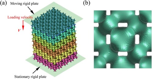 Figure 2. Numerical set-up of the FRD lattice under crushing loadings: (a) the established FE model and (b) mesh size.