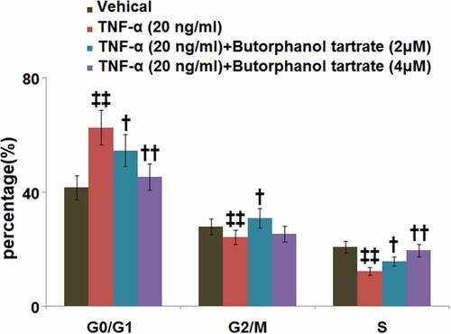 Figure 3. The effects of Butorphanol tartrate on cell cycle arrest in the G0/G1 phase in TNF-α-treated HC-A chondrocytes. The cells were treated with Butorphanol tartrate (2, 4 μM) and TNF-α (20 ng/ml) for 14 days. The percentage of G0/G1-phase was shown in the results (‡‡, P < 0.01 vs. Control group; †, ††, P < 0.05, 0.01 vs. TNF-α group).