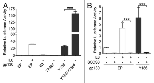 Figure 2. Signaling activity of IHCA gp130 mutants is attenuated by SOCS3. (A and B) Plasmids engineered to express either inflammatory hepatocellular adenoma (IHCA)-associated gp130 mutants (black bars) or wild-type (WT) gp130 were transfected into Hep3B cells (n = 3) together with a STAT3-driven luciferase (Luc) reporter construct (pSIEM-Luc). STAT3 activation was measured by luciferase activity 6 h after serum starvation. Shown are the means ± SD luciferase activity. (A) STAT3 activity following the co-transfection of Hep3B cells with the STAT3-luciferase reporter and a control empty plasmid (EP) or constructs coding withWT gp130, Y186 gp130 mutant, Y759F gp130 mutant, or Y186/Y759F gp130 double mutant. (B) Hep3B cells were co-transfected with the STAT3-luciferase reporter and a vector expressing the Y186 gp130 mutant or the corresponding EP along with a SOCS3 expression construct (+) or the corresponding EP (−). Data shown are the mean luciferase activities ± SD relative to pSIEM-Luc alone (EP control) following serum starvation (6 h). Where indicated, cells were treated for the final 3 h with 100 ng/mL interleukin-6 (IL-6). Statistical significance was determined by 2-tailed Student t test; ***P < 0.001.