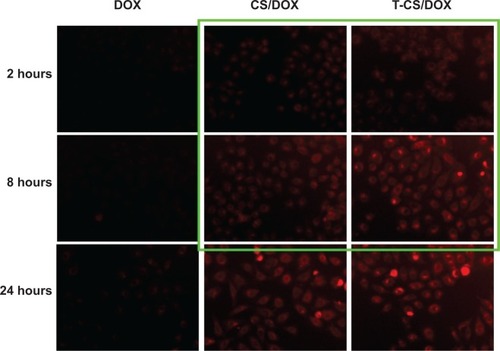 Figure 5 Cellular uptakes of CS/DOX and T-CS/DOX micelles in SKOV3 cells with different incubation times.Note: The images in the green square show the cellular uptake of DOX-loaded micelles with a short incubation time.Abbreviations: CS, chitosan-g-stearate; DOX, doxorubicin; T-CS, TNYL-modified CS.