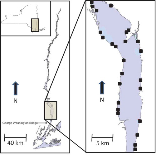 FIGURE 1. Map of the study area in the lower Hudson River estuary, New York, showing the fixed stations (solid black squares) sampled by the New York State Department of Environmental Conservation.