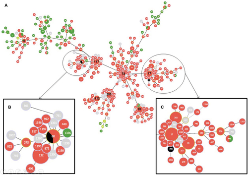Figure 2 (A) Minimum spanning tree generated using the goeBURST algorithm implemented in the PHYLOViZ software showing the position of the four studied strains (black) among the whole population of VanA-type strains (n=1,064) deposited in the Enterococcus faecium PubMLST databaseCitation49 on September 5, 2016. Each circle corresponds to an ST. The number given in the circle corresponds to the ST designation. The size of each circle is proportional to the number of isolates of each ST. Red indicates strains of human origin, dark green indicates strains of animal origin, light green indicates strains of environmental origin, and gray indicates strains with no associated information on their origin. (B) Focus on cluster including strains of ST80. (C) Focus on cluster including the ST789 isolate.