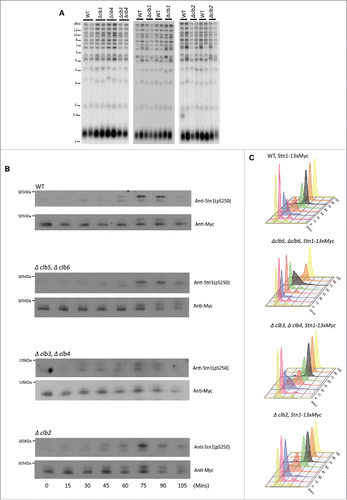 Figure 3. G2/(M)or M-phase cyclins do not alter telomere phenotype or the timing of Cdk1-dependent phosphorylation of Stn1 during cell cycle. (A) The first panel shows that telomere length measured for each of the genotypes, Δclb3, Δclb4, double mutant Δclb3Δclb4 or WT, indicates that the telomere length is unaltered in mutants lacking Clb3 and/or Clb4 compared with WT; the 2nd and 3rd panels show that loss of mitotic cyclins, Clb1 or Clb2 respectively, do not alter telomere length compared with WT. (B) Cdk1 dependent phosphorylation status of Stn1 for sites T223 and S250 were tested in yeast strains harboring deletions of different S- to M-phase cyclins compared with WT. Haploid yeast strains carrying 13xMyc tagged Stn1 with either WT (Top Panel) or Δclb5Δclb6 / Δclb3Δclb4 / Δclb2 (bottom 3 panels) was arrested in G1 using α-factor and released to progress through cell cycle with cultures collected every 15 min. Immunoprecipitation of Stn1–13xMyc with anti-Myc show no obvious difference in the profile of Stn1 phosphorylation detected with phospho-specific antibody Stn1-pS250 in synchronous yeast cultures harboring Δclb3Δclb4 / Δclb2 compared with WT. The phosphorylation of Stn1 in Δclb5Δclb6 coincides with the onset of S phase as shown in the FACS profile in ‘C’. (C) FACS profiles showing the cell cycle progression of the α-factor synchronized yeast cultures in ‘B’ – while loss of Clb5/6 delays the onset of S phase to 75 mins, neither Δclb3/4 nor Δclb2 cause variation to cell cycle progression compared with WT.