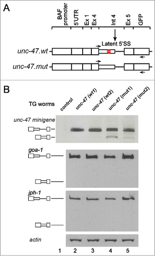 Figure 4. Analysis of latent splicing in transgenic strains. (A) Schemes of 2 minigene constructs prepared from the unc-47 gene: unc-47.wt, which harbors the unc-47 intron 4 latent site, and has 4 PTCs between the authentic and latent site; unc-47.mut, lacks the PTCs. Both minigenes were cloned in pAD009 vector and transgenic strains were prepared and selected. (B) Upper panel: RT-PCR analysis of unc-47 splice variants expressed from the unc-47 minigene in 2 wild type transgenic strains (unc-47 (wt1), unc-47 (wt2), lanes 2, 3, respectively), 2 mutant strains in which the PTCs were removed (unc-47 (mut1), unc-47 (mut2), lanes 4, 5, respectively) and a strain lacking the unc-47 minigene (lane 1). All worms were grown at 23°C. Lower panels: RT-PCR analysis of transcripts expressed from endogenous goa-1 and jph-1 in the 4 transgenic strains, grown at 23°C, revealed that suppression of latent splicing in the endogenous goa-1 and jph-1 transcripts was not affected by the genetic manipulation. RT-PCR analysis of actin was used as a loading control. Symbols on the left represent pre-mRNA and latent RNA. Open boxes, exons; lines, introns; narrow boxes, latent exons. The results represent at least 3 independent experiments.