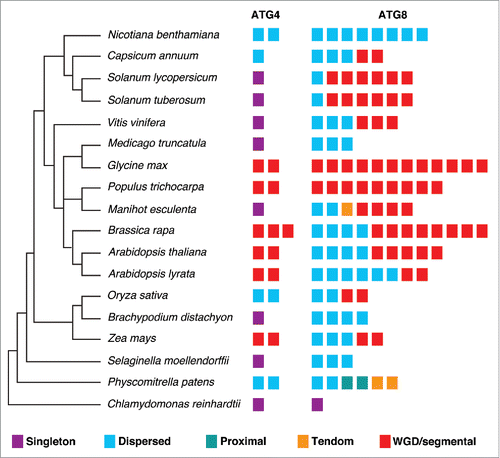 Figure 3. Duplication types of ATG4s and ATG8s in plants. Duplication events of ATG4 and ATG8 families in 18 plant genomes with phylogenetic relationship. The MCScanX algorithm was used to analyze modes of duplication. The 5 different modes of duplication events were observed in ATG8 families while tandem and proximal duplication have not been occurred in ATG4 families. The different duplication modes are color-coded and the box plot indicates ATG4 or ATG8 in each species.