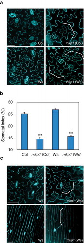 Figure 1. MKP1 is a positive regulator of stomatal development, independent of previously known ecotype-specific developmental defects.(a) Representative confocal images of ten-day-old abaxial rosette leaf epidermis from wild-type (Col), mkp1 (Col), wild-type (Ws), and mkp1 (Ws). Both mkp1 (Col) and mkp1 (Ws) mutants exhibit similar stomatal development defects (reduction of stomata and clusters of small cells, indicated by brackets). Cells were outlined by propidium iodide staining (cyan), and images were taken under the same magnification. Scale bar = 30 µm. (b) Abaxial cotyledon stomatal index of ten-day-old seedlings, expressed as the percentage of the number of stomata to the total number of epidermal cells. n = 10 for each genotype. Bars, means. Error bars, s.e.m.**, P< .001 by Student’s t test. (c) Representative confocal images of five-week-old abaxial rosette leaf (top) and four-week-old stem epidermis (bottom) from wild-type Ws and mkp1 (Ws). Cells were outlined by propidium iodide staining (cyan), and images were taken under the same magnification. Scale bars, 50 μm.