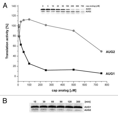 Figure 7. The influence of increasing concentration of the cap analog on translation and stability of translation products in RRL. (A) The capped P1-ΔNp53-Luc mRNA was translated in RRL in the presence of 35S-methionine and increasing concentration of the cap analog (m7GpppG) to inhibit cap-dependent translation. The amounts of both protein products were determined, and following quantification and normalization to the values with no cap analog added, they were displayed on the graph. (B) The protein products generated from AUG1 and AUG2 during prolonged incubation in RRL are shown.