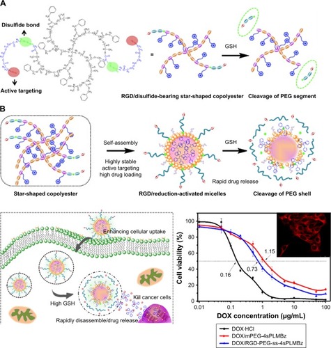 Scheme 1 The reduction-sensitive RGD-PEG-ss-4sPLMBz micelles (A) and the concept for a proposed behavior of polymeric nanoparticles for anticancer drug doxorubicin delivery (B).Abbreviations: DOX, doxorubicin; GSH, glutathione; mPEG, methoxy poly(ethylene glycol); PEG, poly(ethylene glycol).