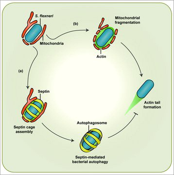 Figure 1. Shigella-mitochondria interplay mediates septin cage or actin tail formation. In the cytosol mitochondria promote septin cage assembly around actin-polymerizing Shigella flexneri for clearance by autophagy (a). To counteract septin cage assembly S. flexneri fragments mitochondria in an IcsA-dependent manner (b). In this way, bacteria form actin tails for cell-to-cell spread.
