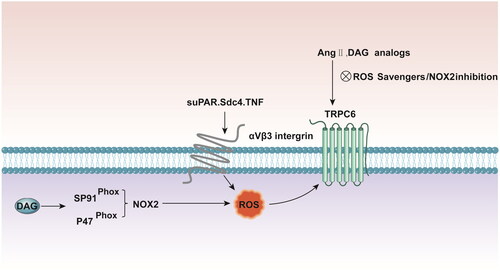Figure 2. DAG stimulates assembly of active NOX2 at lipid rafts, in part by mobilizing p47phox to the gp91phox catalytic subunit. TRPC6 activation by Ang II and cell permeable DAG analogs is suppressed in podocytes by both ROS scavengers and pharmacologic suppression of NOX2. suPAR, Sdc4 and TNF bind directly to αVβ3-integrin resulting in increased ROS generation which upregulates podocyte TRPC6 channels. DAG: diacylglycerol; NOX2: NADPH oxidase 2; ROS: reactive oxygen species; suPAR: soluble urokinase plasminogen activator receptor; Sdc4: Soluble syndecan-4; TNF: tumor necrosis factor.