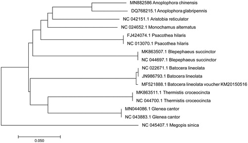 Figure 1. A phylogenetic tree constructed based on the comparison of mitochondrial genome sequences of the Putian Loquat longicorn (Anoplophora chinensis) and other 15 species of Lamiinae family. Megopis sinica is used as an outgroup. GenBank accession numbers for all sequences are listed in the figure. The numbers at the nodes are bootstrap percent probability values based on 1000 replications.