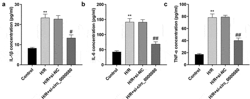 Figure 3. Knockdown of circ_0000080 suppresses H9c2 cell inflammation induced by H/R. (a) The concentration of IL-1β in H9c2 cells (n = 3). (b) The concentration of IL-6 in H9c2 cells (n = 3). (c) The concentration of TNF-α in H9c2 cells (n = 3). **p < 0.01, #p < 0.05, ##p < 0.01.