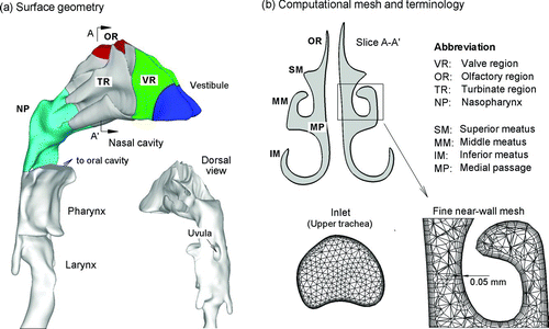 FIG. 1 Computational nasal-laryngeal airway model: (a) medical image based surface model and (b) ICEM-generated computational mesh composed of approximately two million unstructured tetrahedral elements and a very fine near-wall pentahedral grid. The nasopharynx is divided into two passages by the uvula. The forward protruding angle formed by the epiglottis as well as the pharyngeal sinuses on both sides of the lower pharynx were retained in the current airway geometry.