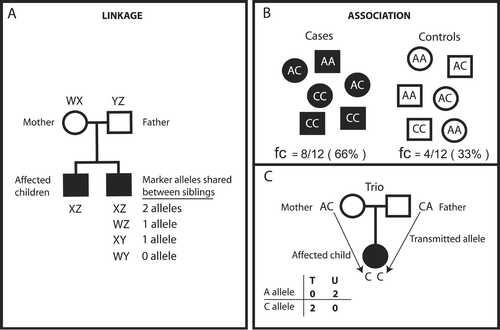 Figure 3. Classical representation of linkage and association studies. Linkage studies attempt to localize chromosomal regions containing disease genes by employing indirect statistical tests that examine for co‐inheritance of genetic markers and (disease) trait within families. Linkage analyses are very powerful to study highly penetrant genetic factors which are characteristically rare in a population. Typically, these studies look at many families and compare allele sharing between affected family members. For example, panel A depicts two parents and two affected children. Affected children are expected to share 0, 1, or 2 alleles in a proportion of, respectively, 0.25/0.50/0.25. If the affected siblings share alleles at a specific marker more often than they would by chance, then the marker is likely to be linked to the disease. Although the alleles shared between siblings have to be the same, the shared alleles across families can be different and still be linked to the disease. Association studies, on the other hand, test a specific allele across all individuals. There are two common designs for association studies: cases/controls (B), and trios consisting of two parents and one affected child (C). Case/control association studies test whether an allele is correlated with a disease by determining if allele frequencies differ between cohorts of unrelated cases and controls. Hundreds to thousands of samples are tested in cases/controls studies. Panel B illustrates an obvious difference between the frequencies of allele C in a study of six cases, 66%, and six controls, 33%, ‘suggesting’ association of this allele with the disease phenotype. In trios, the transmitted allele is equivalent in a case/control study to the ‘case’ and the untransmitted allele to the ‘control’. Panel C demonstrates the principle using a single trio, but hundreds of trios are usually tested. In this illustration, allele C is transmitted twice (100%) to the affected child ‘suggesting’ an association. Case/control studies are more efficient than family‐based designs because they require fewer samples (one case, one control as opposed to three samples in trios) to yield the same amount of information. However, in population‐based designs there are sometimes differences in allele frequencies in cases and controls not related to the trait under study. This phenomenon is called stratification. Trios are not prone to stratification since the perfectly matched control is the untransmitted chromosome. Linkage and association studies can be genome‐wide or targeted to a specific chromosomal region depending on the choice of markers. Fc = frequency of allele C; T = transmitted; U = untransmitted.