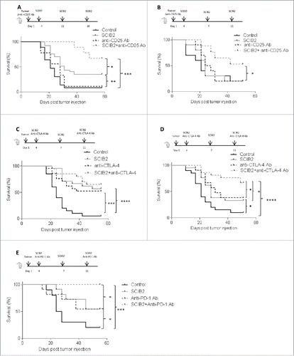 Figure 7. Antitumor effect of combination of SCIB2 and Treg depletion and SCIB2 with CTLA-4 or PD-1 blockade. HHDII mice were implanted with B16/HHDII/NY-ESO-1 cells and treated with anti-CD25 Ab, SCIB2 or both. (A) Percentage survival of mice challenged with low-dose (2.5 × 104) tumor and immunized with SCIB2 and anti-CD25 Ab alone or in combination. Con vs. SCIB2 (**p = 0.001); SCIB2 vs. SCIB2+anti-CD25Ab depletion (*p = 0.0484); Con vs. SCIB2+anti-CD25 Ab (***p = 0.0006). (B) Percentage survival rate of mice challenged with high-dose (1.5 × 105) tumor. Con vs. SCIB2 (p > 0.05); Con vs. anti-CD25 Ab (p > 0.05); SCIB2 vs. SCIB2+anti-CD25 Ab depletion (*p = 0.03); anti-CD25 Ab vs SCIB2+anti-CD25Ab (*p = 0.04); (C) Survival of mice challenged with 2.5 × 104 tumor cells and immunized with SCIB2 and anti-CTLA-4 Ab alone or in combination. Con vs. anti-CTLA-4 Ab (***p = 0.0003); Con vs. SCIB2 (****p < 0.0001); anti CTLA-4 Ab vs. anti-CTLA-4 Ab plus SCIB2 (p > 0.05); SCIB2 vs. SCIB2 plus anti-CTLA-4 Ab (p > 0.05); (D) shows survival of mice challenged with 1 × 105 tumor cells and immunized with SCIB2 and anti-CTLA-4 Ab alone or in combination. Con vs. SCIB2 (*p = 0.021); SCIB2 vs. SCIB2+anti-CTLA-4 Ab (*p = 0.02); anti-CTLA-4 Ab vs. SCIB2 + anti-CTLA-4 Ab (*p = 0.05); Con vs. SCIB2+anti-CTLA-4 Ab (****p < 0.0001); (E) Survival of mice challenged with 5 × 104 tumor cells and immunized with SCIB2 and anti-PD-1 Ab alone or in combination. Con vs. SCIB2 (*p = 0.037); Con vs. anti-PD-1 Ab ( p = 0.111); Con vs. SCIB2+anti-PD-1 Ab (***p = 0.0003); SCIB2 vs. SCIB2+anti-PD-1 Ab (*p = 0.0177); anti-PD-1 Ab vs. SCIB2+anti-PD-1 Ab (*p = 0.0177). Lack of survival was defined as tumor size > 528 mm3. Each curve represents at least 10 mice per group.