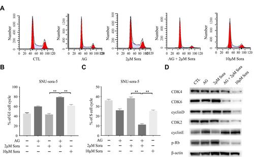 Figure 5 Sub-toxic AG-1024 combined with sorafenib significantly enhance G1/S arrest. (A–C) Cell cycle analysis of SNU-sora-5 after different treatments for 72h and the G1/S phase histogram. (D) Western blot analysis of cell cycle-related proteins, CDK4, CDK6, Cyclin D, CDK2, Cyclin E and p-Rb in SNU-sora-5. Data are shown as mean ± SD. Student’s t-test was used for two-group comparisons. **P <0.01.