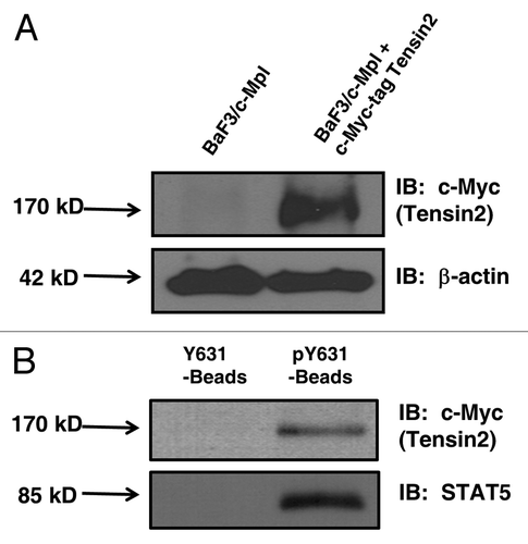 Figure 2 Western blots of engineered BaF3 cells (2a) and pY631 peptide bead co-precipitation of Tensin2 (2b). (A) BaF3/c-Mpl cells were engineered to express Tensin2 fused with a c-Myc tag. (B) BaF3/c-Mpl/c-Myc-tagged Tensin2 cells were lysed and co-precipitated with biontinylated Neutravidin beads as control or with biotinylated pY631 oligo-peptide Neutravidin beads. Precipitated material was analyzed by western blotting to c-Myc tagged Tensin2 or STAT5.