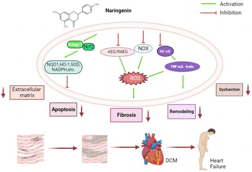 Figure 3. The role of naringenin in DCM. Naringenin can inhibit the activation of ARG/RAGE, NOXs and NF-κB signaling pathways, and promote the activation of Nrf2 signaling. Naringenin, by altering the expression of these signaling pathways, can reduce the structural changes of cardiac muscle cells in many ways and alleviate heart failure.