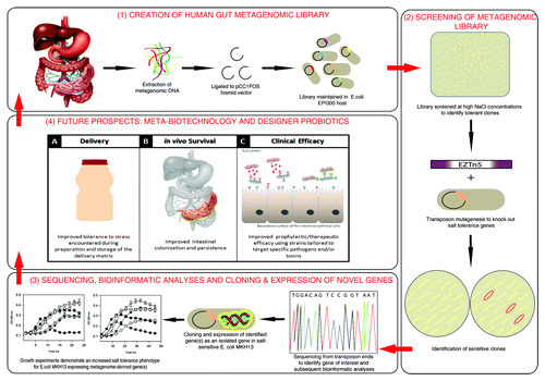 Figure 1. An overview of novel gene discovery using functional metagenomics; from metagenomic library creation to novel therapeutics.