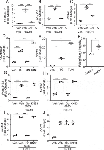 Figure 8. AAD-induced FAM134B2 expression is calcium dependent. (A–C) FAM134B2, MEF2D and NR4A1 mRNA expression in HeLa cells treated with HisOH in the presence of BAPTA. HeLa cells were pretreated with 20 μM BAPTA-AM for 2 h and then treated with 2 mM HisOH for 6 h. (D, E) FAM134B2 and DDIT3 mRNA expression in HeLa cells treated with thapsigargin (TG), tunicamycin (TUN) and ionomycin (ION). HeLa cells were treated with 0.5 mM thapsigargin, tunicamycin and ionomycin for 6 h. (F) Measurement of cytosolic Ca2+ with Fluo-4 DirectTM. HeLa cells in a 96-well microplate were incubated with complete media and 2x Fluo-4 DirectTM reagent for 1 h, and then fluorescence was measured with a microplate reader at every 1 min. Cells were treated with ddH2O (Control) or 2 mM HisOH for 7 min after the start of the measurement. Data was expressed as the mean of fold value against average intensity at pretreatment (values from 0 to 4 min) ±SEM. (n = 4), G) FAM134B2, H) MEF2D, I) NR4A1 and J) DDIT3 expression in HeLa cells treated with HisOH in the presence of PKC and CAMK inhibitor. HeLa cells were pretreated with 10 μM Go6983 or KN-93 for 2 h and then treated with 2 mM HisOH for 6 h. *P < 0.05 and ***P < 0.001.