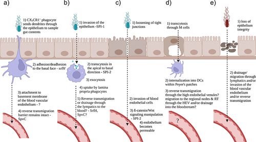 Figure 2. Pathways for Salmonella and likely other gut pathogens to spread systemically. A) Reverse transmigration. Infected phagocytes traverse the blood vascular endothelium in the basal to apical direction following uptake of gut bacteria. The tight junctions of the epithelium and the endothelium remain intact. B) Salmonella can pass through the epithelial cells and may be able to trigger lamina propria phagocytes to reverse transmigrate or alternatively drain through the lymphatics to the blood. C) Salmonella can invade the endothelium and manipulate ß-catenin/Wnt signaling, rendering the blood vessels permeable. D) Salmonella can pass through the M cells and drain through the lymphatics to the blood or perhaps trigger the reverse transmigration of infected phagocytes through the high endothelial venules associated with the Peyer’s patches and/or mesenteric lymph nodes. E) S. Typhi rapidly destroys epithelial cells and then drains through the lymphatics to the blood and/or triggers the reverse transmigration of infected phagocytes. This illustration was generated with Biorender.