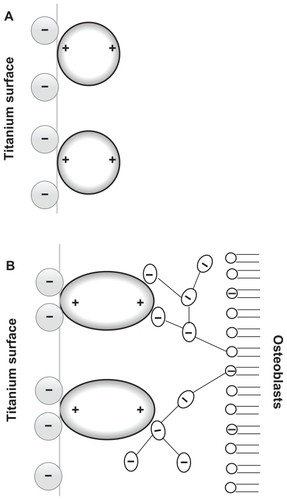 Figure 2 (A) Schematic figure of the orientation of quadrupolar proteins with positively charged tips attached to a negatively charged titanium surface.Citation15 (B) Schematic figure of a quadrupolar protein mediated attraction between a negatively charged titanium implant surface (left) and a negatively charged osteoblast surface (see also).Citation15 Two adjacent negatively charged titanium and osteoblast surfaces without bound proteins with a quadrupolar internal charge distribution end repel each other, while for a high enough concentration of bound proteins with a quadrupolar internal charge distribution the force between two negatively charged surfaces becomes strongly attractive,Citation15 leading to an equilibrium distance approximately equal to the dimension of the proteins.