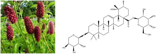 Figure 1 The Sanguisorba officinalis and the molecule structure of ZiyuglycosideI.