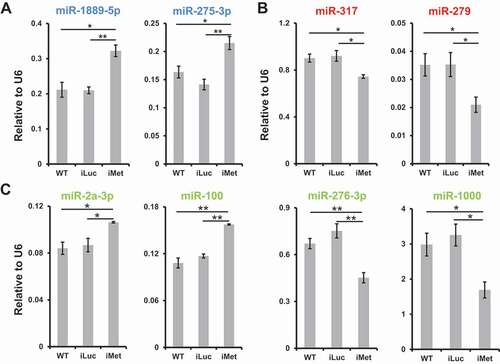 Figure 3. Met-mediated JH signalling modulates miRNA expression. Non-manipulated mosquitoes (WT) and those injected with luciferase gene dsRNA (iLuc) were treated as control groups. Relative expression levels of mature miRNAs, normalized to U6, were surveyed using qPCR in the gut tissue responsive to Met knockdown (A, 24 h PE peak; B, 72 h PE peak; and C, 48 h PE peak). Three independent biological replicates were performed, and statistical significance was calculated using unpaired t-tests (*P-value <0.05; **P-value <0.01). Data are presented as mean ± SEM. Colours are consistent with those of expression patterns in Fig. 1B, C