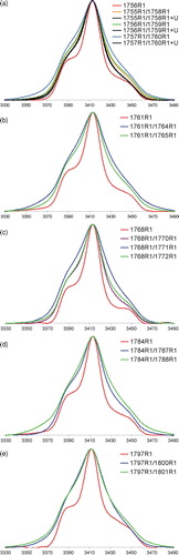 Figure 3.  A comparison of the low-temperature absorption EPR spectra of MTSL doubly labeled mutants with the spectra of singly labeled mutants (red lines), all originating from β-spectrin-derived polypeptide. The spectra of 6 M urea-denatured peptides (denoted as ‘ + U’) are in black. All the spectra are shown with the y-axis scale adjusted to match peak heights. The X-axis is magnetic field [Gauss]. This figure is reproduced in color in Molecular Membrane Biology online.