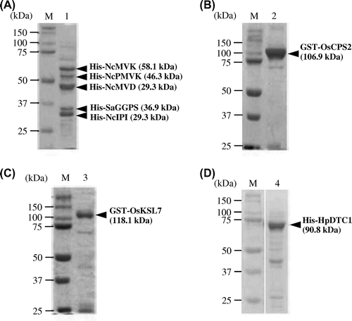 Fig. 2. Affinity purified enzymes for in vitro synthesis of [U-13C20] ent-cassa-12,15-diene and [U-13C20] syn-pimara-7,15-diene.