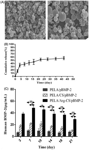 Figure 5. (A) SEM of PELA microcapsules. a and b: Arg-CS/pBMP-2 nanoparticles-loaded microcapsules (100×, 200×); (B) Arg-CS/pBMP-2 nanoparticles release profile from PELA microcapsules in PBS. (C) BMP-2 expressed in cultures was analyzed by ELISA. Data are presented as the mean ± standard deviation (n = 3). *P < 0.05; **P < 0.01.