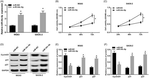 Figure 2. Effect of miR-34c-5p overexpression on proliferation of osteosarcoma cells. (A) Relative expression of miR-34c-5p. (B, C) Detection of osteosarcoma cell viability. (D–F) Expression of cell proliferation-related proteins. Note: Compared with miR-NC group, *p < .05.