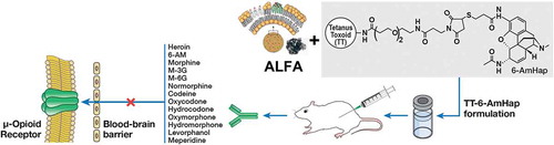 Figure 8. Schematic illustration of the opioid vaccine and its mechanism. TT-6-AmHap heroin antigen is formulated with the ALFA adjuvant. Upon immunization, the induced antibodies to 6-AmHap react with heroin and its degradation products, and cross-react with other haptenic substances, as shown. The blood-brain barrier is not permeable to large antibody-hapten complexes, and the haptens are thus prevented from binding to the mu-opioid receptor in the brain. Modified from reference [Citation81].