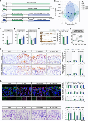 Figure 3. Pathological α-syn is triggered by E. coli and reversed by FMT in the colon of Lrrk2RP/+ mice. (a) Timeline schematic of the experimental design showing the procedures of E. coli administration and FMT in Lrrk2RP/+. (b) PCoA plot of fecal microbiota data at genus-level in terms of 16S rDNA sequencing among the WT, Lrrk2RP/+ PBS, Lrrk2RP/+ E. coli, Lrrk2RP/+ E. coli-PBS, and Lrrk2RP/+ E. coli-FMT at 24 wpfg. Ellipses represent a 95% confidence interval. (c) Species-level taxonomic analysis of the intestinal microbiota composition using metagenomic sequencing among the WT, Lrrk2RP/+ PBS, Lrrk2RP/+ E. coli, Lrrk2RP/+ E. coli-PBS and Lrrk2RP/+ E. coli-FMT at 24 wpfg. (d) HPLC analysis of dopamine levels in colonic and fecal samples from Lrrk2RP/+ PBS, Lrrk2RP/+ E. coli, Lrrk2RP/+ E. coli-PBS and Lrrk2RP/+ E. coli-FMT at 24 wpfg. (e) Representative images of colon length in Lrrk2RP/+ PBS, Lrrk2RP/+ E. coli, Lrrk2RP/+ E. coli-PBS and Lrrk2RP/+ E. coli-FMT at 24 wpfg (left), and quantification (right). (f) gastrointestinal function was evaluated by the defecation time of black feces among Lrrk2RP/+ PBS, Lrrk2RP/+ E. coli, Lrrk2RP/+ E. coli-PBS and Lrrk2RP/+ E. coli-FMT at 9, 12, 15, 17, 18, 21, and 24 wpfg, respectively. (g) Representative immunohistochemical images of pα-syn and α-syn aggregates in the colon of Lrrk2RP/+ PBS, Lrrk2RP/+ E. coli, Lrrk2RP/+ E. coli-PBS and Lrrk2RP/+ E. coli-FMT at 15, 18, and 24 wpfg, respectively(left). Quantification used the % area occupied with pα-syn and α-syn aggregates (right). (h) Representative images of E-cadherin (green), curli (magenta) and pα-syn (red) in the colon of Lrrk2RP/+ PBS, Lrrk2RP/+ E. coli, Lrrk2RP/+ E. coli-PBS and Lrrk2RP/+ E. coli-FMT (left). Quantification of E-cadherin, curli and pα-syn fluorescence intensity at 15, 18, and 24 wpfg, respectively (right). (i) Representative images of HE staining in the colon of Lrrk2RP/+ PBS, Lrrk2RP/+ E. coli, Lrrk2RP/+ E. coli-PBS and Lrrk2RP/+ E. coli-FMT (left). Quantification of the histological scores at 15,18 and 24 wpfg, respectively(right). Experimental data for (b-i) were obtained from seven independent mice, with similar results obtained. Data are analyzed by PERMANOVA (b), Kruskal-Wallis test with two-stage linear step-up procedure of Benjamini, Krieger and Yekutieli multiple comparison’s test (c), one-way (c-e) or two-way (f-i) ANOVA with Tukey’s multiple comparison’s test. *p < .05, **p < .01, ***p < .001, ****p < .0001. Scale bar, 20 μm (g-i).