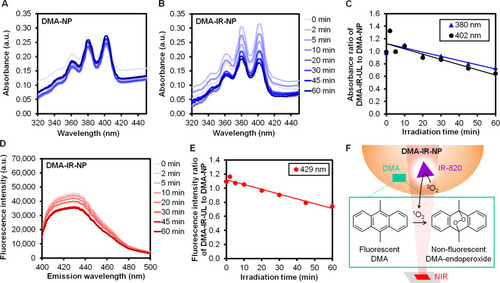 Figure 1 Absorption spectra of (A) DMA-NP, (B) DMA-IR-NP, (C) Absorbance ratio of DMA-IR-NP to DMA-NP at the peak wavelengths of 380 and 402 nm, (D) Fluorescence spectra of DMA-IR-NP setting the excitation wavelength at 375 nm, (E) Fluorescence intensity ratio of DMA-IR-NP to DMA-NP at the peak emission wavelength of 429 nm after being exposed to 830-nm NIR at 0.0118 W/cm2 at different time points, and (F) Explanatory illustration of the scenario implied by (C, E).