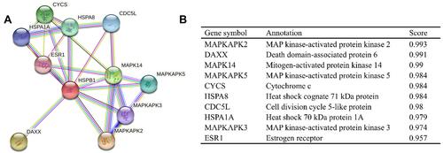 Figure 5 Protein-protein interaction comprehensive analysis of HSPB1. (A) A network of HSPB1 and its potential co-expression genes was analyzed by STRING tool. The results were visualized in a bubble chart. (B) The detailed information of HSPA4-related genes was listed.