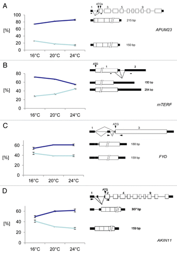 Figure 1: Temperature dependence of AS events that change upon increasing and decreasing ambient temperature. (A) APUM23; (B) mTERF; (C) FYD; (D) AKIN11.The gene structure, the structure of the transcript isoforms around the AS event and the ratios of the two splice isoforms at each temperature are shown. On the left side of each panel, the percentage of each splice form +/− s.d. based on three biological replicates is indicated for each temperature. On the right side of each panel, the gene and transcript structures and the AS events are shown schematically. Exons are indicated by open boxes; UTRs, black rectangles; introns, thin lines; splicing events, diagonal lines. The arrowheads denote the approximate position of primers and the sizes of the PCR products from each splice isoform are indicated.