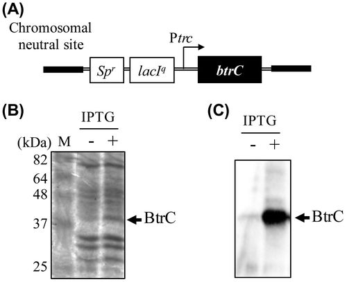 Figure 1. IPTG-dependent expression of the btrC gene at the chromosomal neutral site. (A) Schematic diagram of the btrC-expressing gene construct in the chromosomal neutral site of S. elongatus (NS-btrC). The btrC gene under the control of the trc promoter was introduced into the neutral site of the S. elongatus chromosome. btrC, the gene coding catalytic subunit of 2-deoxy-scyllo-inosose synthase (DOIS); Spr, the spectinomycin resistance marker gene; lacIq, the repressor gene for the trc promoter. ((B), (C)) Expression of the BtrC protein without (left) or with IPTG (right). The cells were grown to the logarithmic phase at 30 °C under standard lighting (40 μmol photon m−2 s−1), and btrC was induced by IPTG (final concentration 1 mM). Crude extracts were prepared 24 h after the addition of IPTG, and samples (10 μg protein) were analyzed by SDS-PAGE (B) and western blotting using an anti-BtrC antibody (C). The arrows indicate the BtrC protein signals.