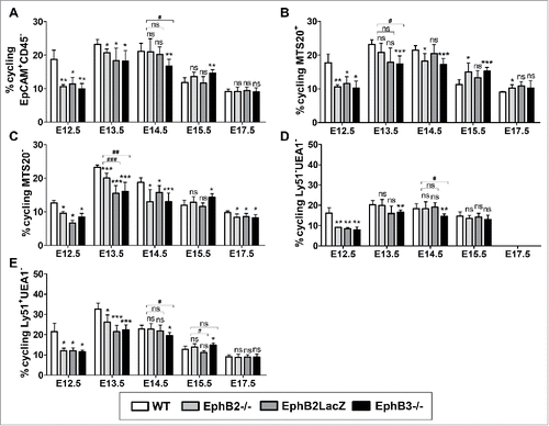 FIGURE 6. Proportions of cycling cells in different epithelial cell subsets of both WT and EphB-mutant thymuses during fetal development (E12.5-E17.5). Figure represents the proportions of cycling cells defined as cells in S+G2/M phases. (A) Proportions of cycling total EpCAM+CD45− cells in both WT and mutant. (B) Changes in the proportions of cycling MTS20+ cells during thymus development are similar to those observed for the total EpCAM+CD45− TECs in both WT and mutant thymuses. (C) Proportions of both WT and mutant cycling MTS20− cells during thymus maturation. (D) Proportions of cycling Ly51−UEA1− cells in WT and mutant developing thymuses. (E) Percentage of cycling Ly51+UEA1− cTECs in mutant and WT thymuses. The significance of the Student's t-test probability is indicated as *p ≤ 0.05; **p ≤ 0.01; ***p ≤ 0.005 or #p ≤ 0.05; ##p ≤ 0.01; ###p ≤ 0.005. ns: non-significant.