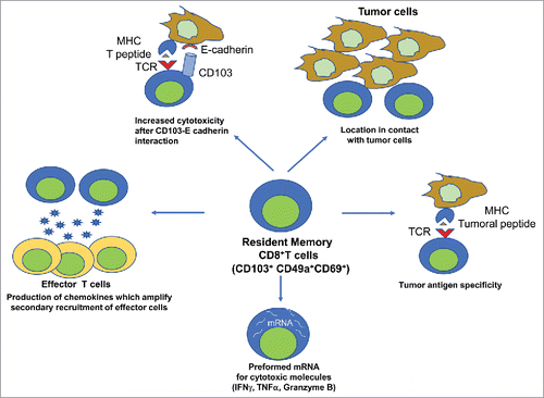 Figure 1. Properties of resident memory CD8+T cells explaining their specific role in tumor immunosurveillance. TRM is located in the tumor nest via its specific interaction between CD103 and E-cadherin expressed by epithelial cells. This interaction and the preformed mRNA for cytotoxic molecules (IFNγ, TNF, Granzyme B) increase their cytotoxic activitiy toward tumor cells. They are enriched in the tumor specific fraction of CD8+T cells. They produce chemokines and IFNγ also favors chemokine production by epithelial cells, which results to a secondary recruitment of anti-tumor effector cells.