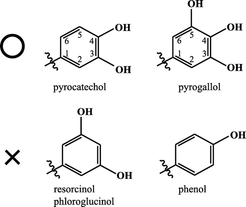 Fig. 5. Chemical structures that can and cannot be catalyzed by Fv-OMT. Pyrogallol and pyrocatechol were recognized, whereas resorcinol, phloroglucinol, and phenol were not.
