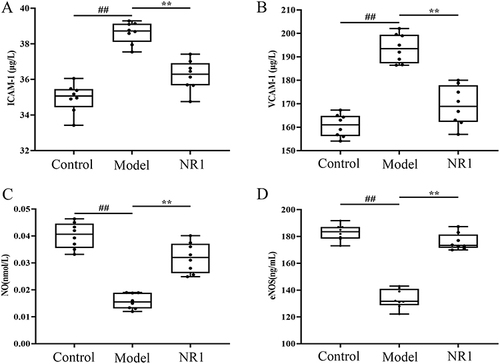 Figure 4 Impacts of notoginsenoside R1 on the adhesion molecule levels: (A)ICAM-1, (B)VCAM-1, (C)NO and (D)eNOS in AS rats. Results are expressed as the mean ± SD. ##p < 0.01 versus control group; **p < 0.01 versus model group (n = 8).