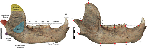 Figure 2. (left) anatomical nomenclature of right hemi-mandible and (right) landmark configuration for hemi-mandibles in lateral view (U. spelaeus - SC 92-503-01). Scale bar: 4.0cm. Refer to Table 2 for landmark definitions.