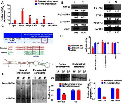 Figure 1 GPR91 is a specific target of miR-326. (A) qPCR detection of the mRNA expression levels of molecules in the GPR91/STAT3/VEGF signaling pathway in different tissues. **P<0.01 vs normal endometrium; t test; n=6. (B) Western blotting analysis of the protein expression levels of molecules in the GPR91/STAT3/VEGF signaling pathway in different tissues. E, Endometrium carcinoma; N, Normal endometrium. (C) Bioinformatic analyses predicted GPR91 (SUCNR1) as one of the specific target genes of miR-326. (D) Luciferase reporter assay results suggesting that miR-326 silences the expression of GPR91 by binding to a specific site on the 3′ UTR of GPR91. *P<0.05 vs pcDNA; t test; n=6. (E) Northern blotting results showing that the hybridization signal of miR-326 is significantly lower in endometrial carcinoma tissues compared with that in normal tissues. **P<0.01 vs normal endometrium; t test; n=3. (F) qPCR results showing that miR-326 is significantly downregulated in endometrial carcinoma tissues. **P<0.01 vs normal endometrium; t test; n=6.